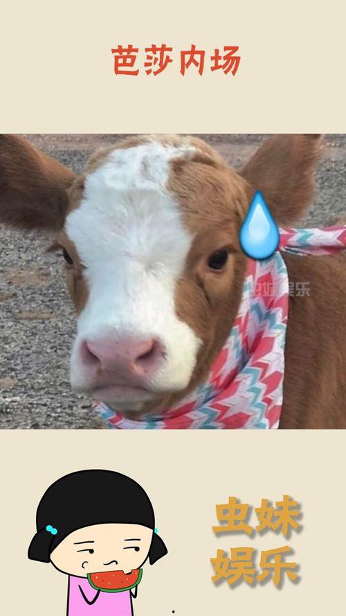 娱乐吃瓜酱猴子